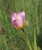 Tulipa saxatilis