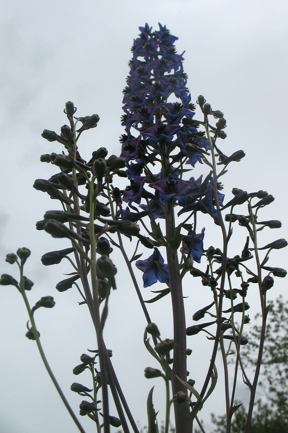 Image of Delphinium cuneatum specimen.