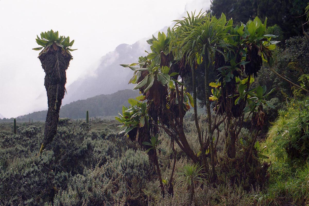 Image of Dendrosenecio adnivalis specimen.