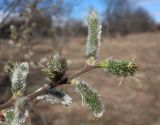 Salix cinerea