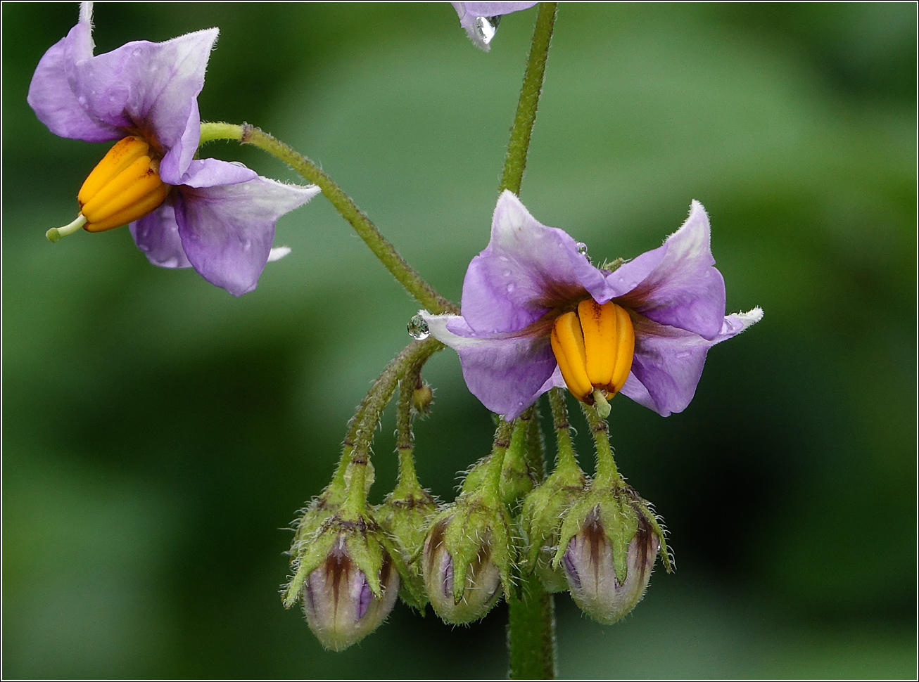 Изображение особи Solanum tuberosum.