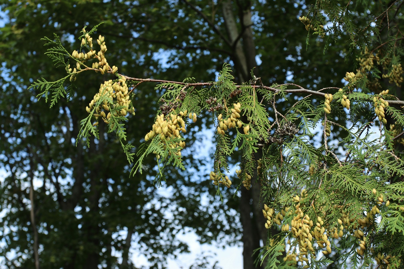 Изображение особи Thuja occidentalis.