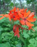 Lychnis fulgens