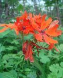 Lychnis fulgens