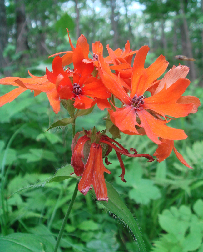 Image of Lychnis fulgens specimen.