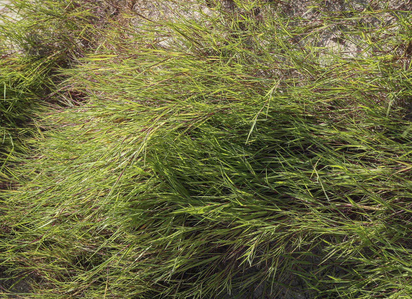 Изображение особи Agrostis stolonifera.