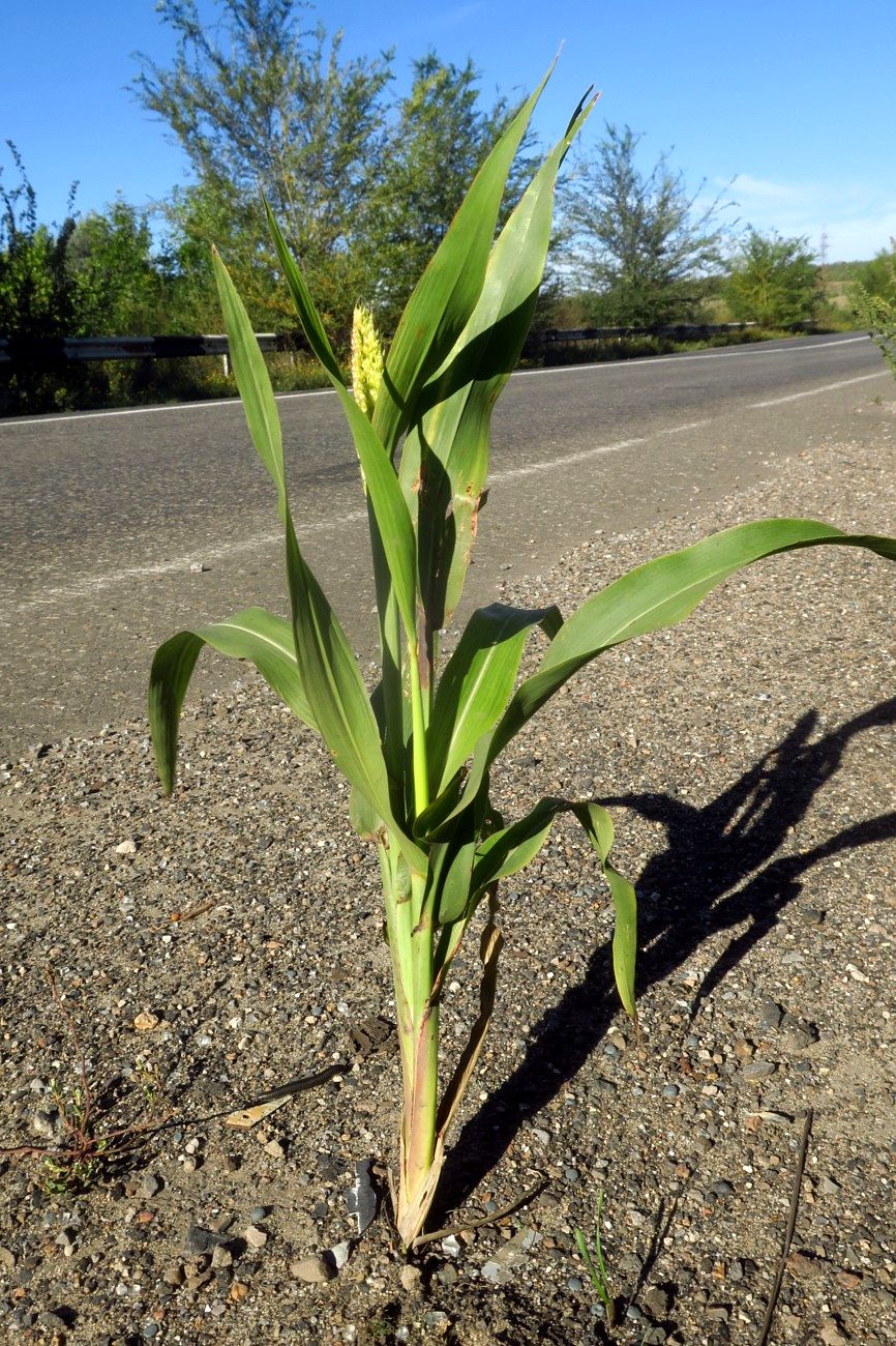 Изображение особи Sorghum bicolor.