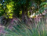 Muhlenbergia ciliata