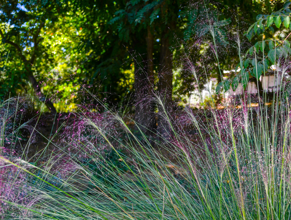 Изображение особи Muhlenbergia ciliata.