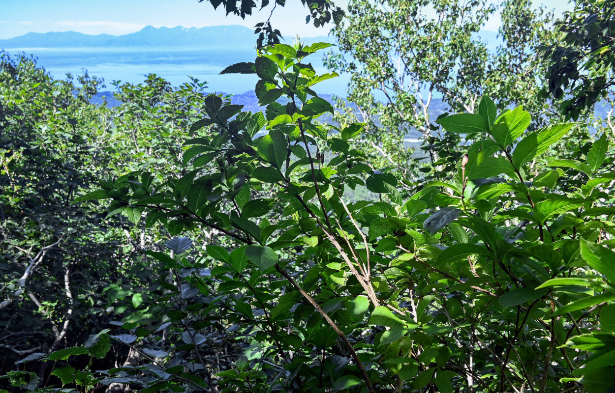 Image of Weigela middendorffiana specimen.