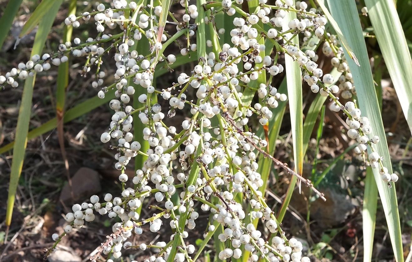 Image of Cordyline australis specimen.