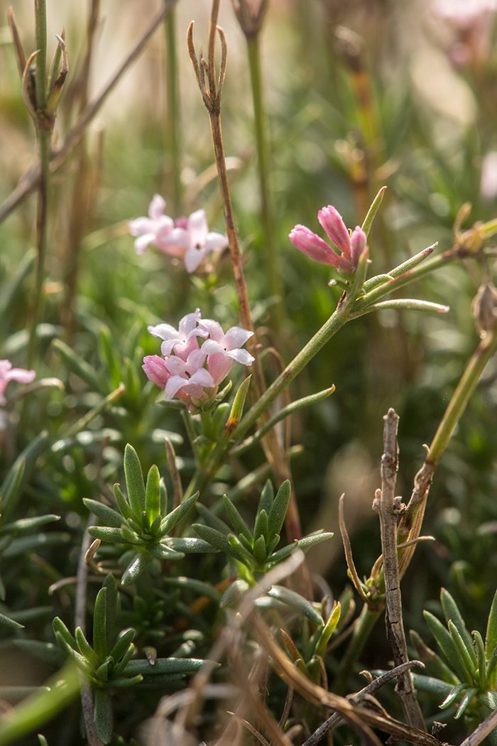 Изображение особи Asperula supina.