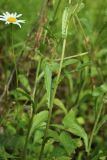 Leucanthemum ircutianum. Средние части генеративных побегов. Мурманская обл., Кольский р-н, долина р. Титовка ниже автодороги А138 Мурманск — Печенга, окр. Мельничных водопадов, верхняя часть склона долины, травяно-кустарничковый березняк, поляна, разнотравный луг. 02.08.2022.