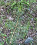 Pinus sylvestris. Верхушка молодого растения. Заилийский Алатау, озеро Иссык, 1750 м н.у.м. 09.06.2010.