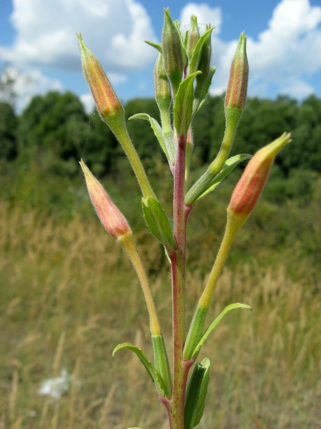 Изображение особи Oenothera depressa.