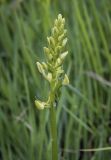 Platanthera bifolia. Развивающееся соцветие. Владимирская обл., Александровский р-н, окр. с. Старая Слобода, залежь. 11.06.2022.