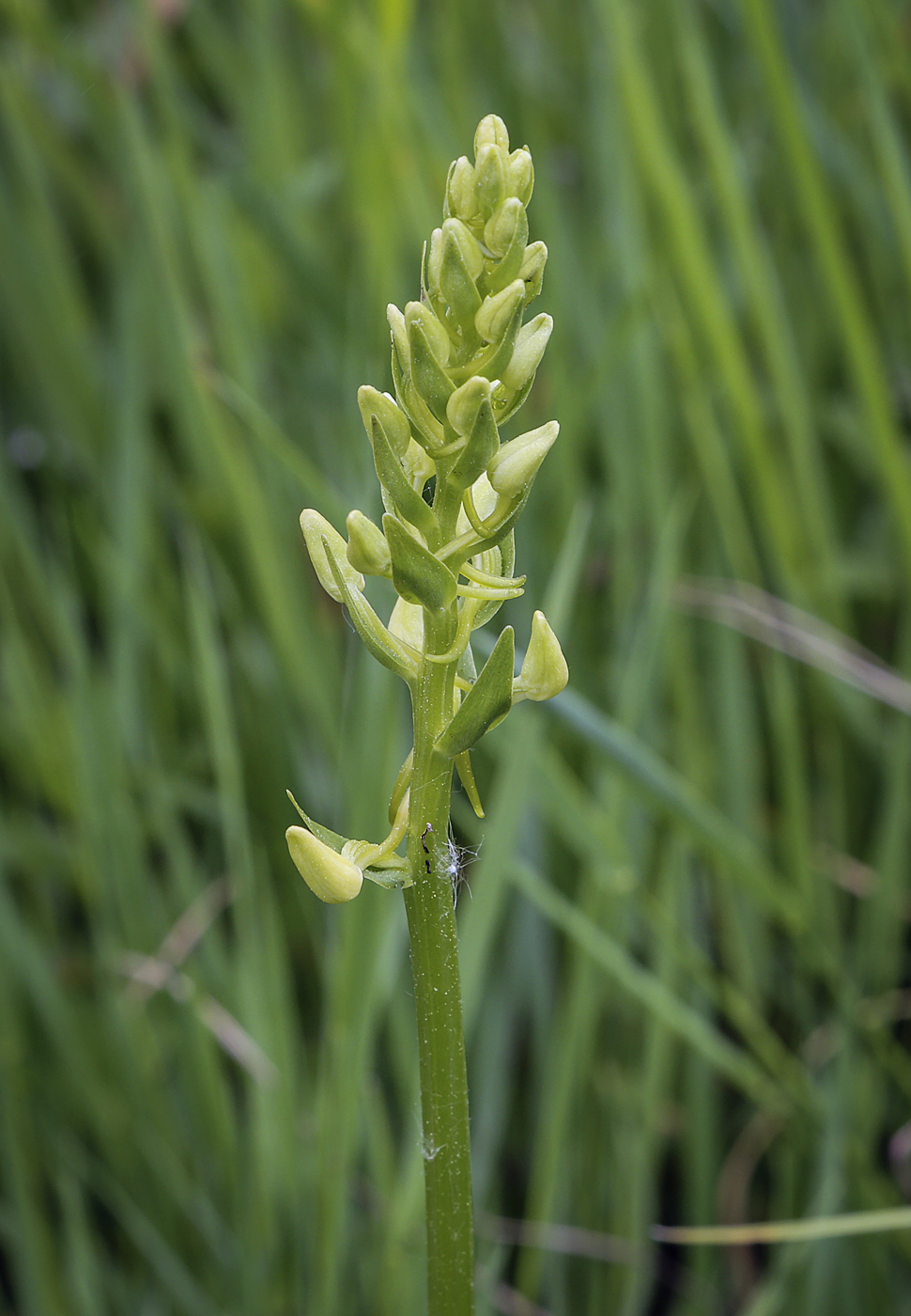 Изображение особи Platanthera bifolia.