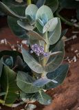 Calotropis procera