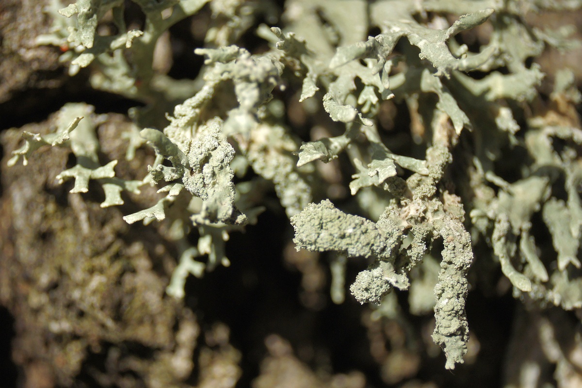 Image of Evernia prunastri specimen.