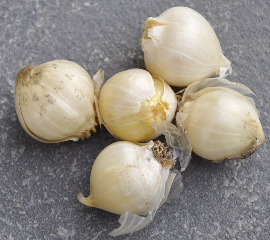 Image of Allium sphaerocephalon specimen.