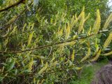 Salix triandra