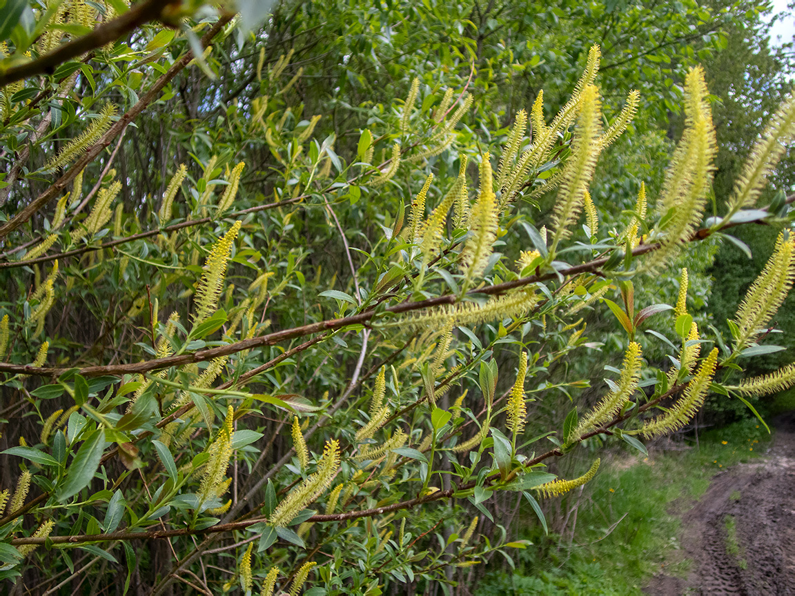 Image of Salix triandra specimen.