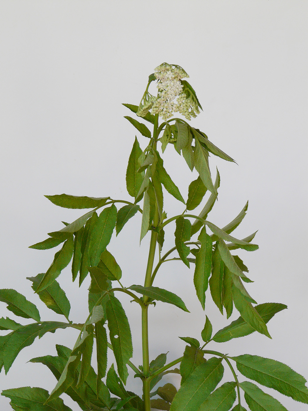 Изображение особи Sambucus ebulus.
