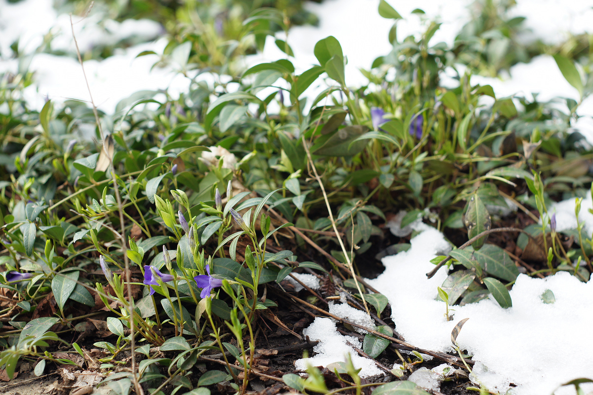 Изображение особи Vinca minor.