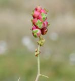 Sarcopoterium spinosum