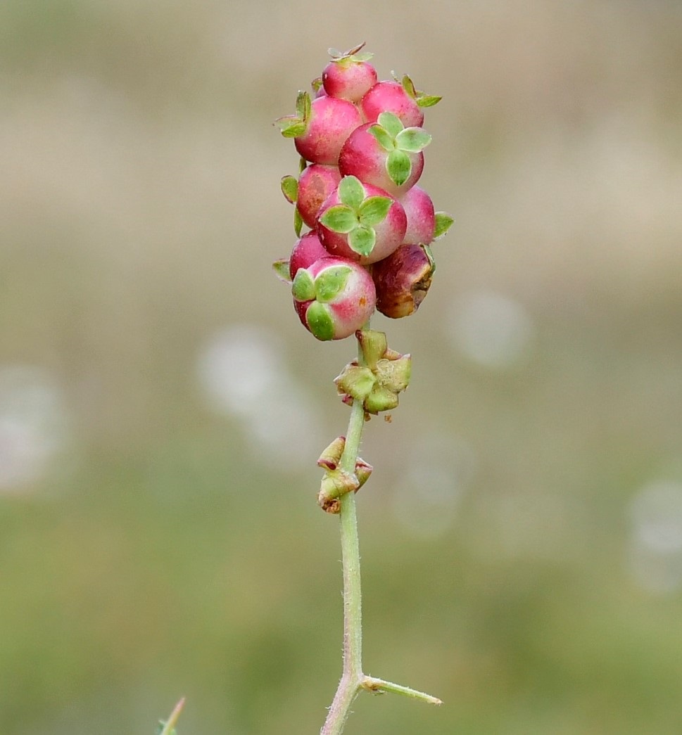 Image of Sarcopoterium spinosum specimen.