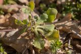 Arabis caucasica