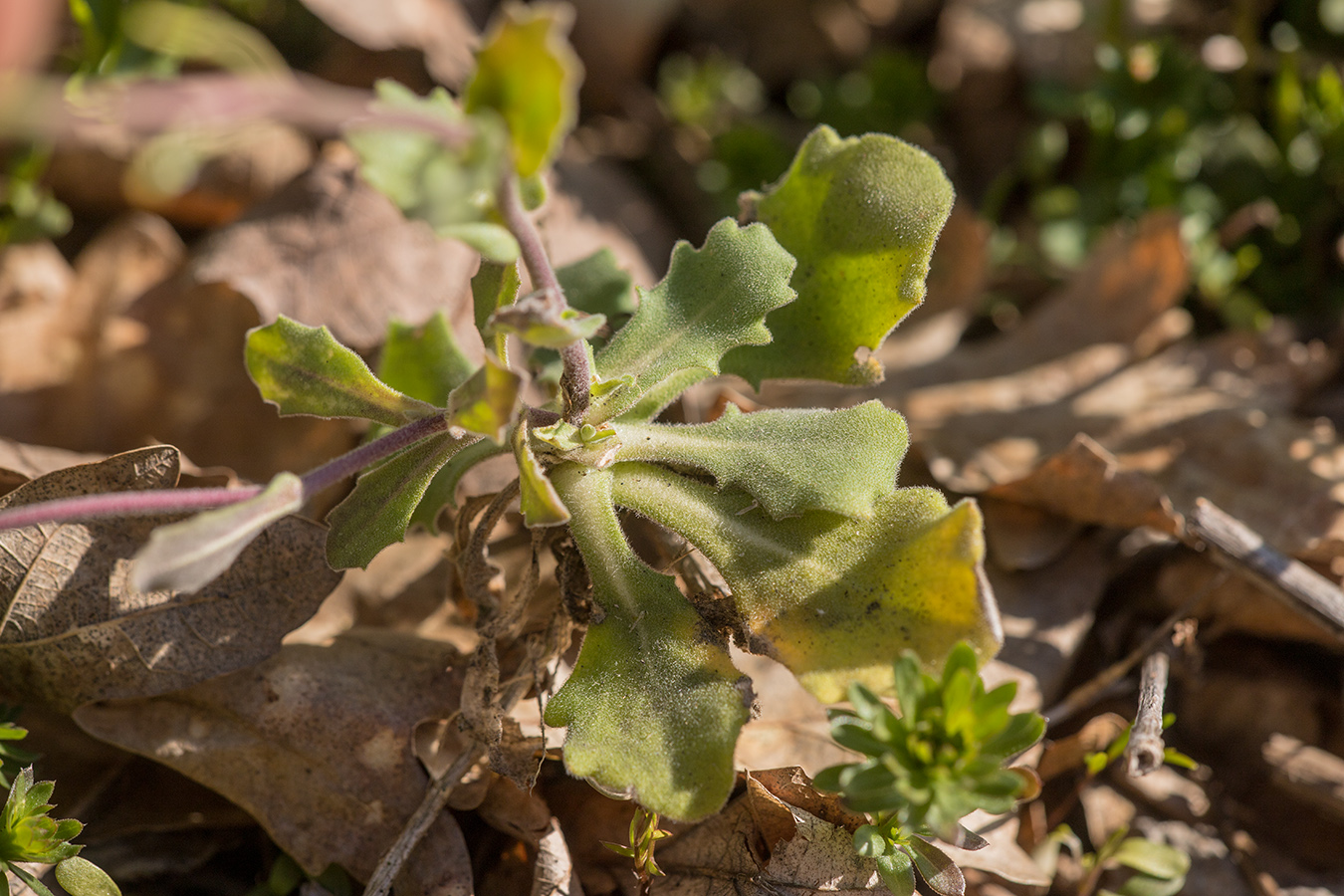 Image of Arabis caucasica specimen.