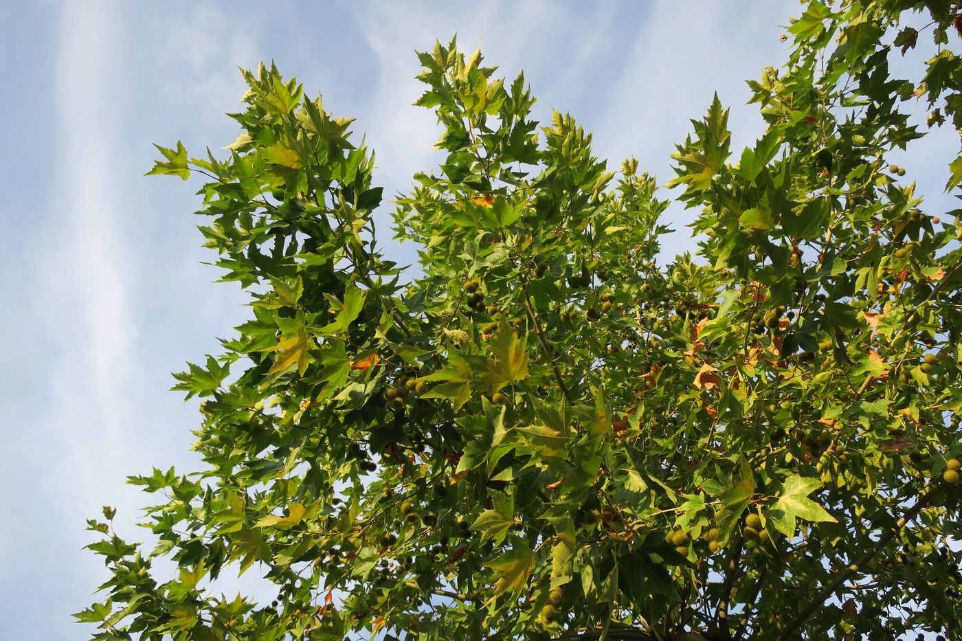 Изображение особи Platanus orientalis.