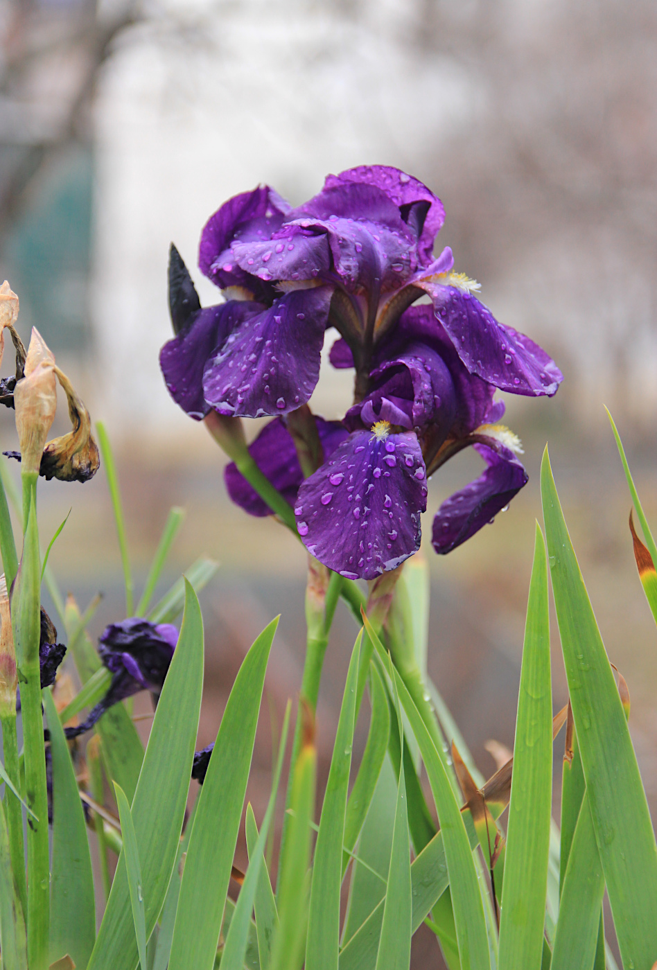 Изображение особи Iris germanica.