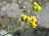 Achillea glaberrima. Верхушка растения с соцветиями. Украина, Донецкая обл., Володарский р-н, заповедник \"Каменные Могилы\". 13.06.2007.