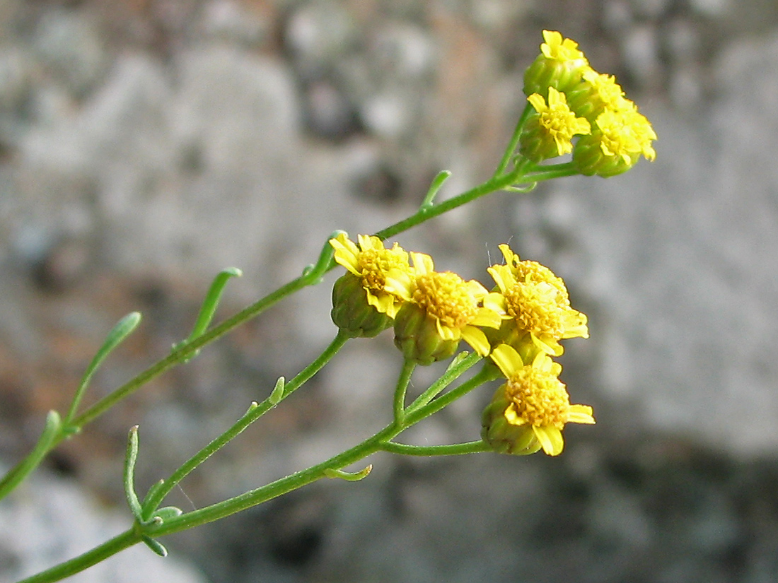 Изображение особи Achillea glaberrima.