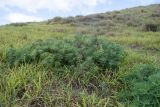 Crotalaria grahamiana