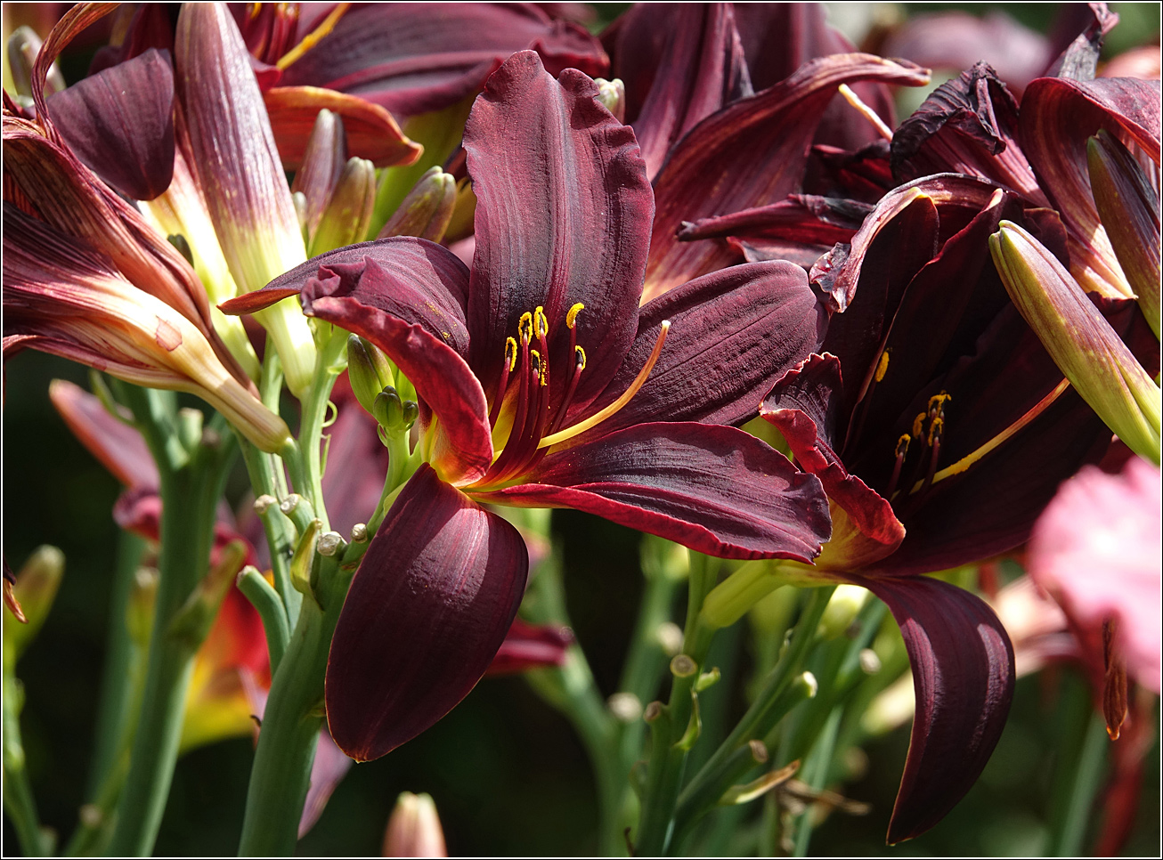 Image of Hemerocallis &times; hybrida specimen.