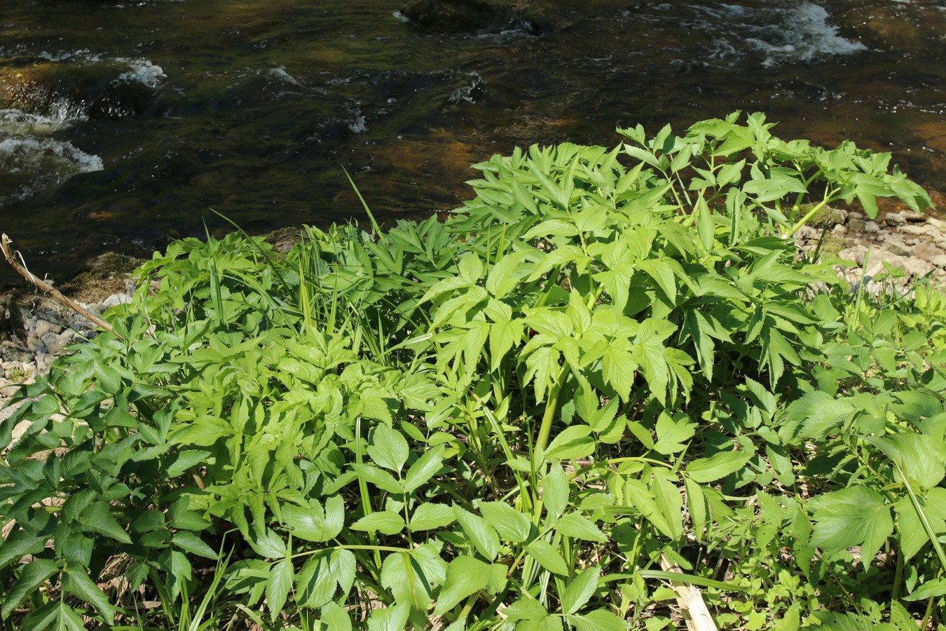 Изображение особи Archangelica officinalis.