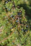 Juniperus communis