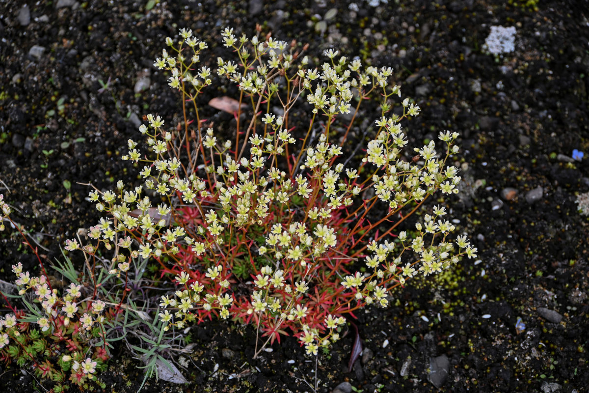 Image of Saxifraga spinulosa specimen.