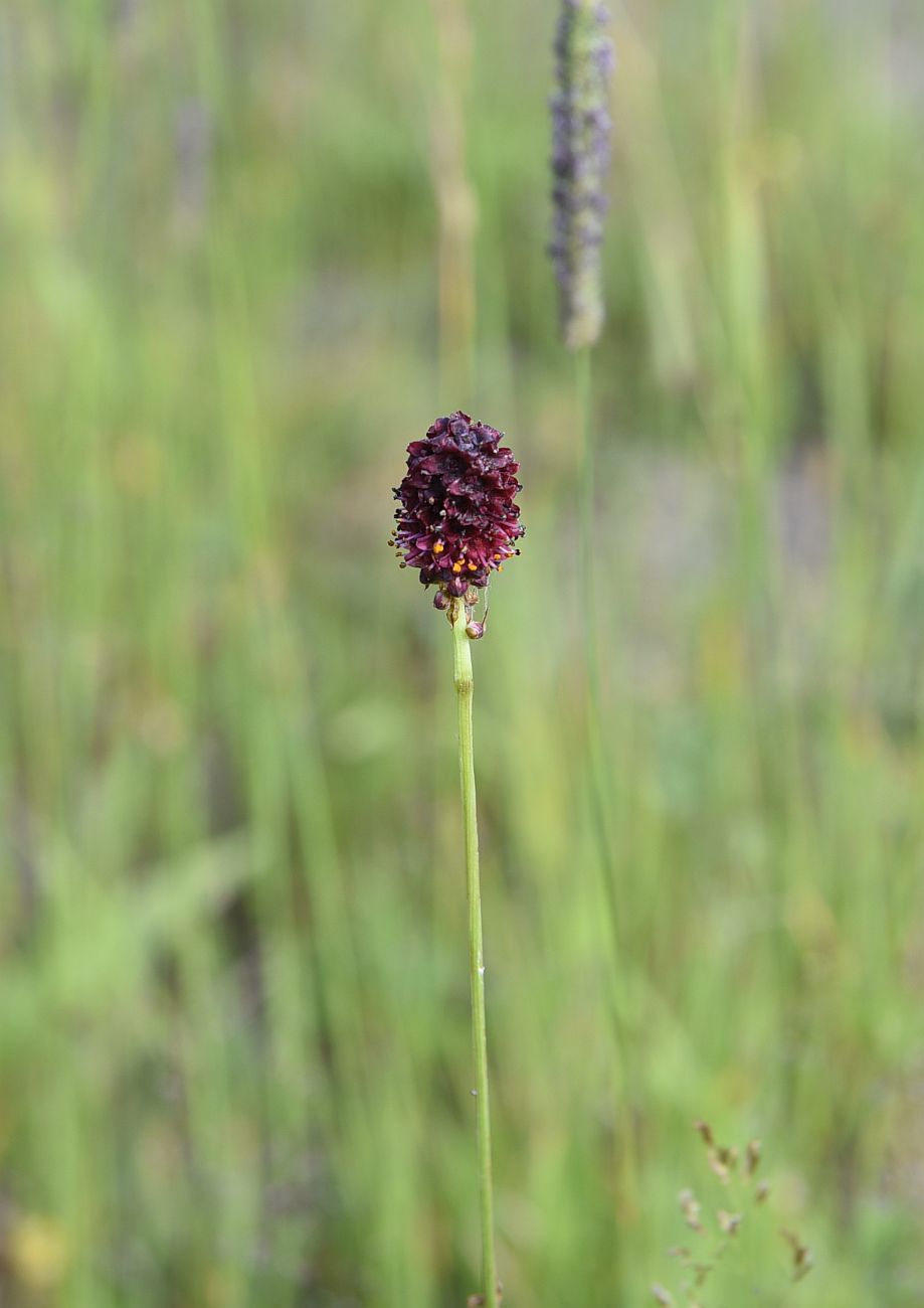 Изображение особи Sanguisorba officinalis.