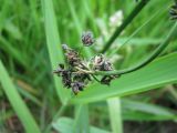 Scirpus sylvaticus. Верхушка соцветия. Москва, долина р. Сходня. 10.07.2008.