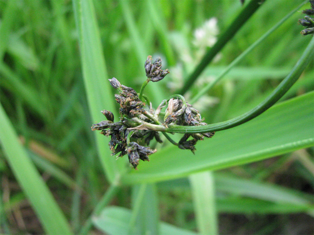 Image of Scirpus sylvaticus specimen.