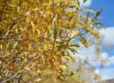 род Salix