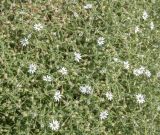 Stellaria dichotoma