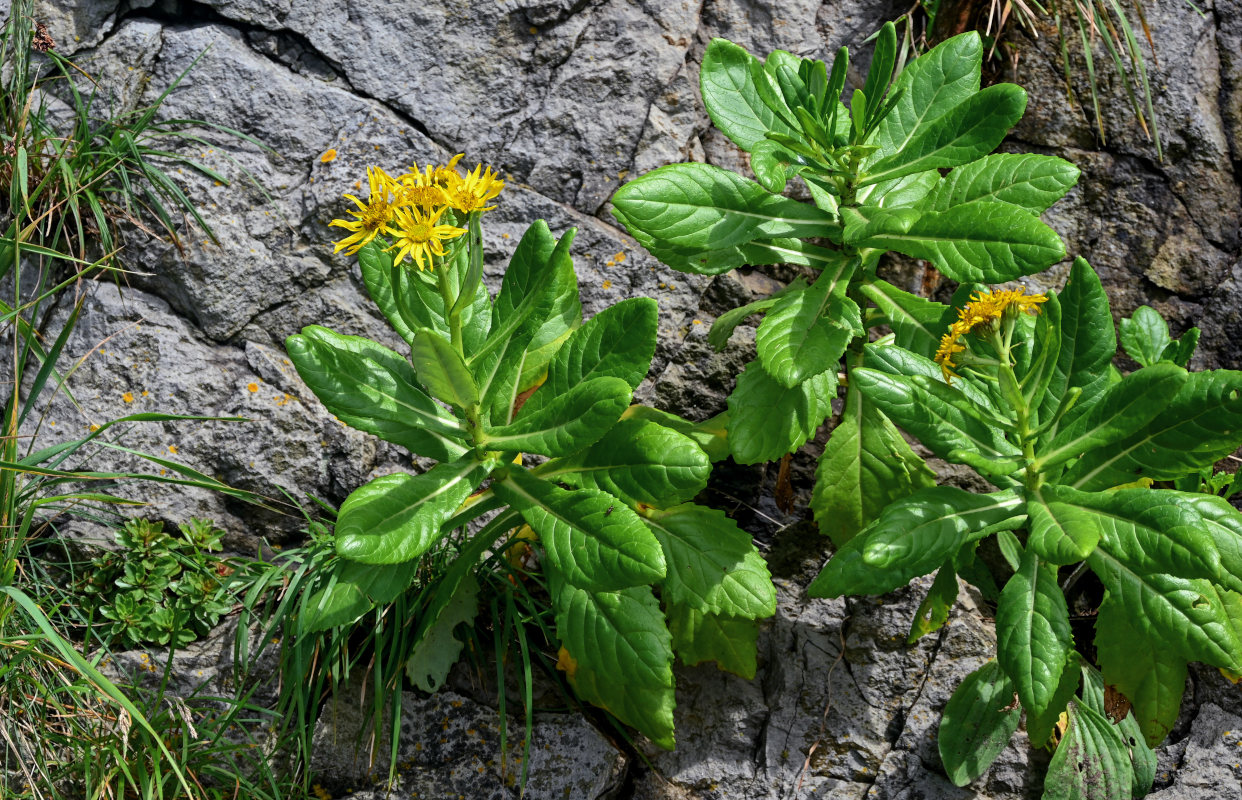 Изображение особи Senecio pseudoarnica.