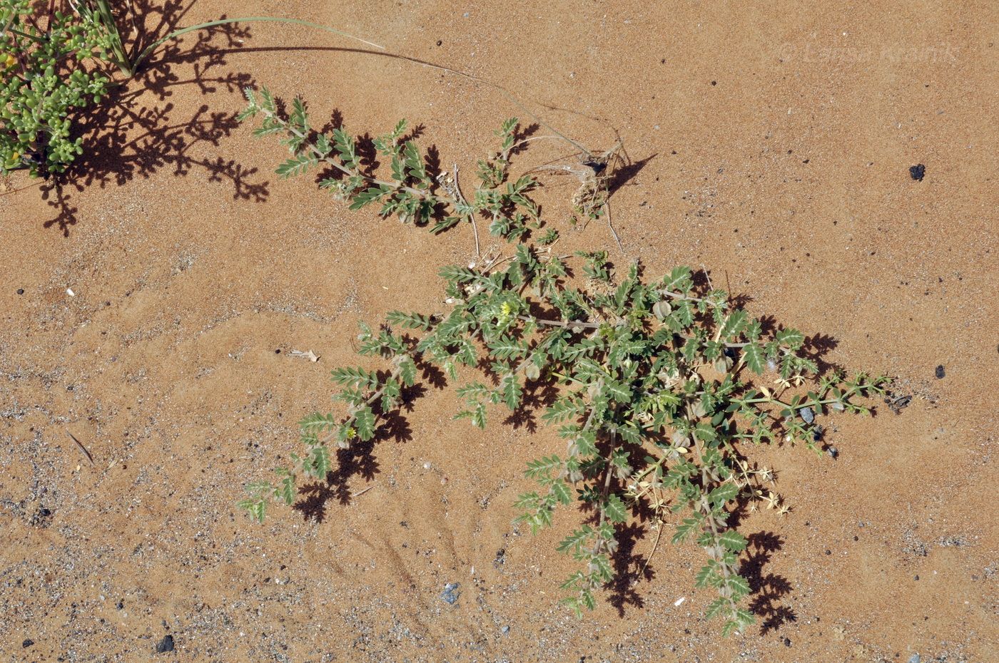 Изображение особи Tribulus arabicus.