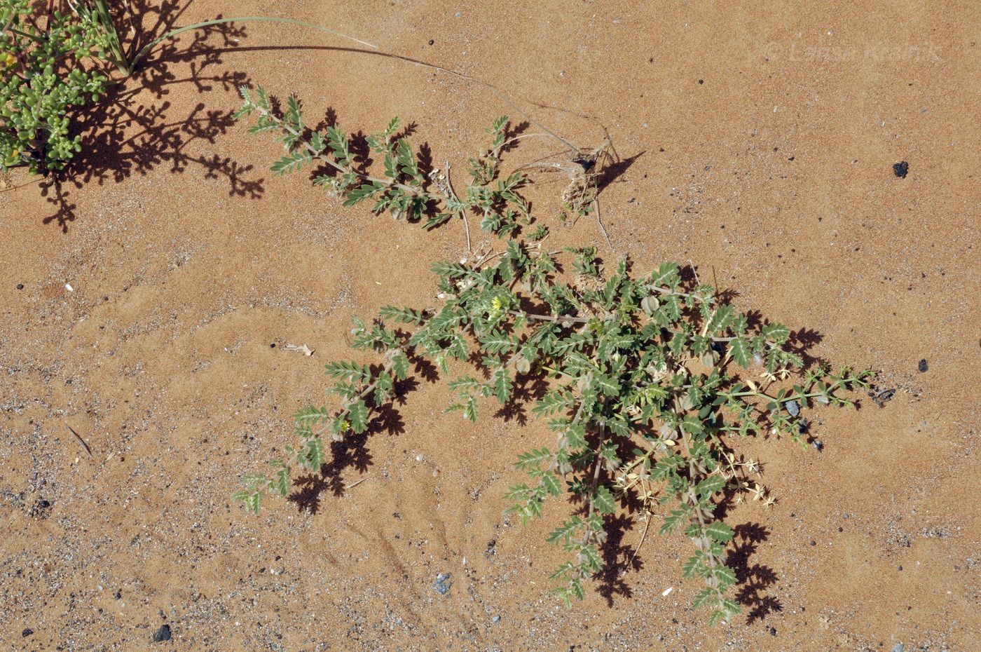 Image of Tribulus arabicus specimen.