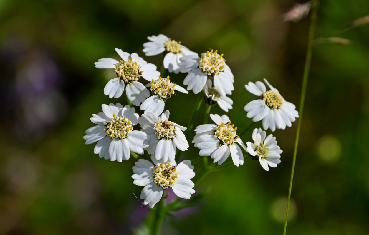 Изображение особи Achillea impatiens.